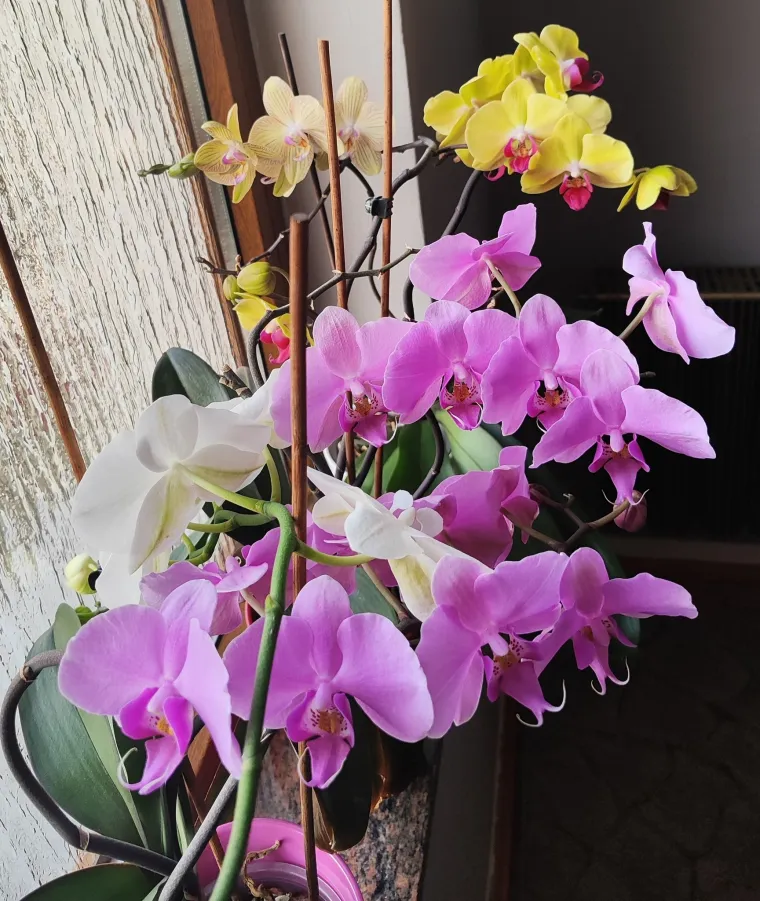 Elegantne i egzotične: Neke žive i do sto godina, a ovo su va&scaron;e fotografije