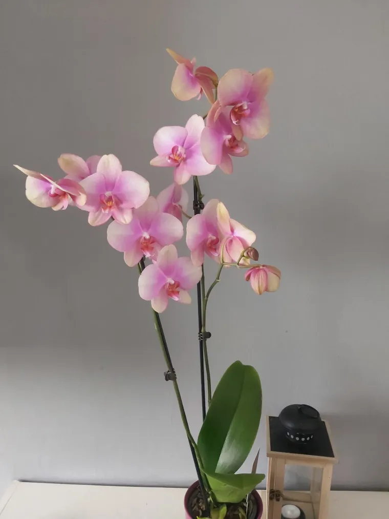 Elegantne i egzotične: Neke žive i do sto godina, a ovo su va&scaron;e fotografije