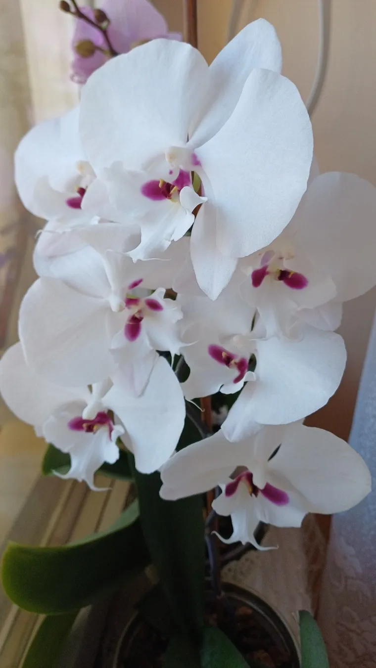 Elegantne i egzotične: Neke žive i do sto godina, a ovo su va&scaron;e fotografije