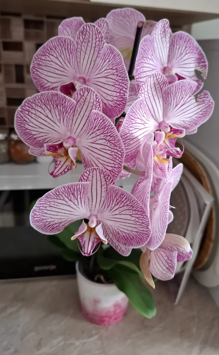 Elegantne i egzotične: Neke žive i do sto godina, a ovo su va&scaron;e fotografije