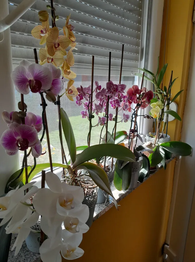 Elegantne i egzotične: Neke žive i do sto godina, a ovo su va&scaron;e fotografije