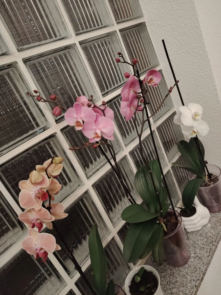 Elegantne i egzotične: Neke žive i do sto godina, a ovo su va&scaron;e fotografije