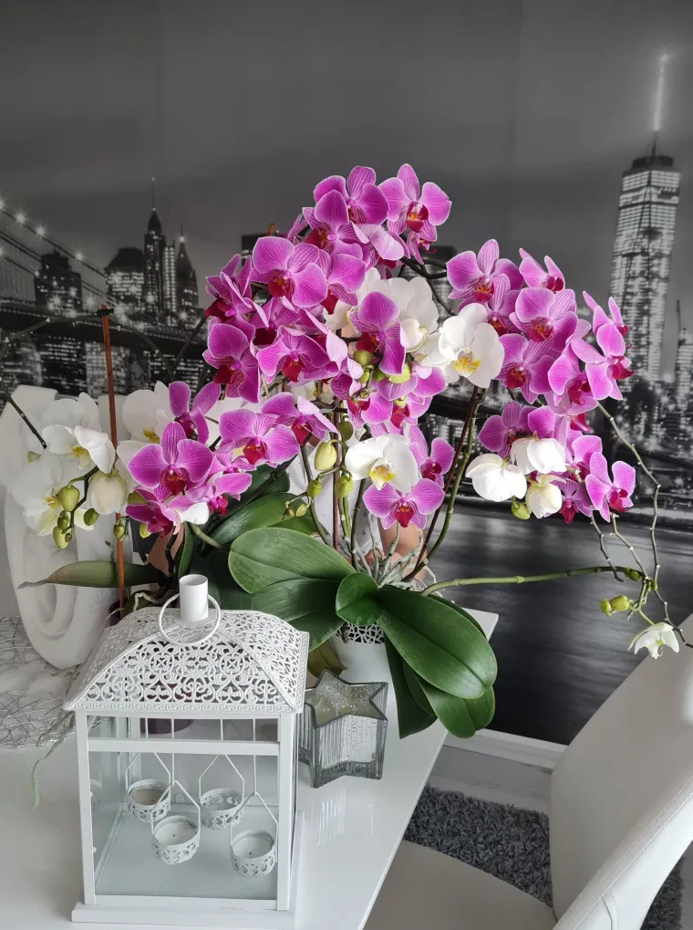 Elegantne i egzotične: Neke žive i do sto godina, a ovo su va&scaron;e fotografije