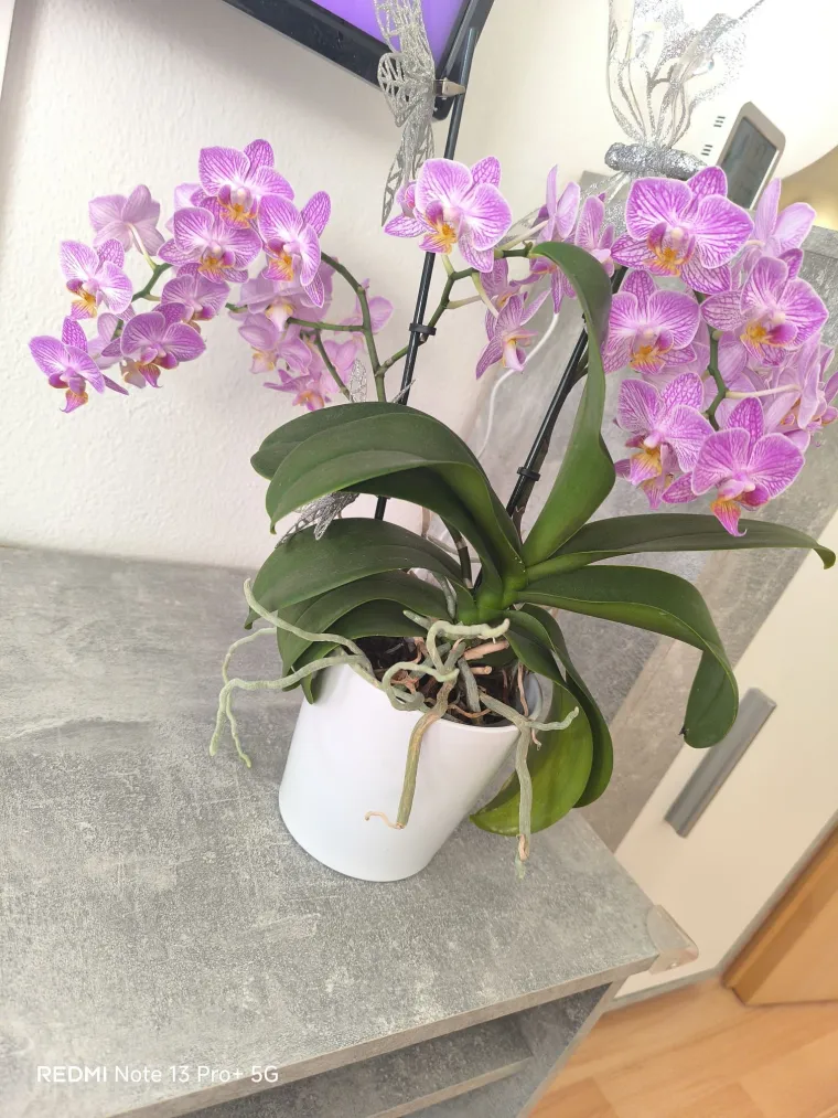 Elegantne i egzotične: Neke žive i do sto godina, a ovo su va&scaron;e fotografije