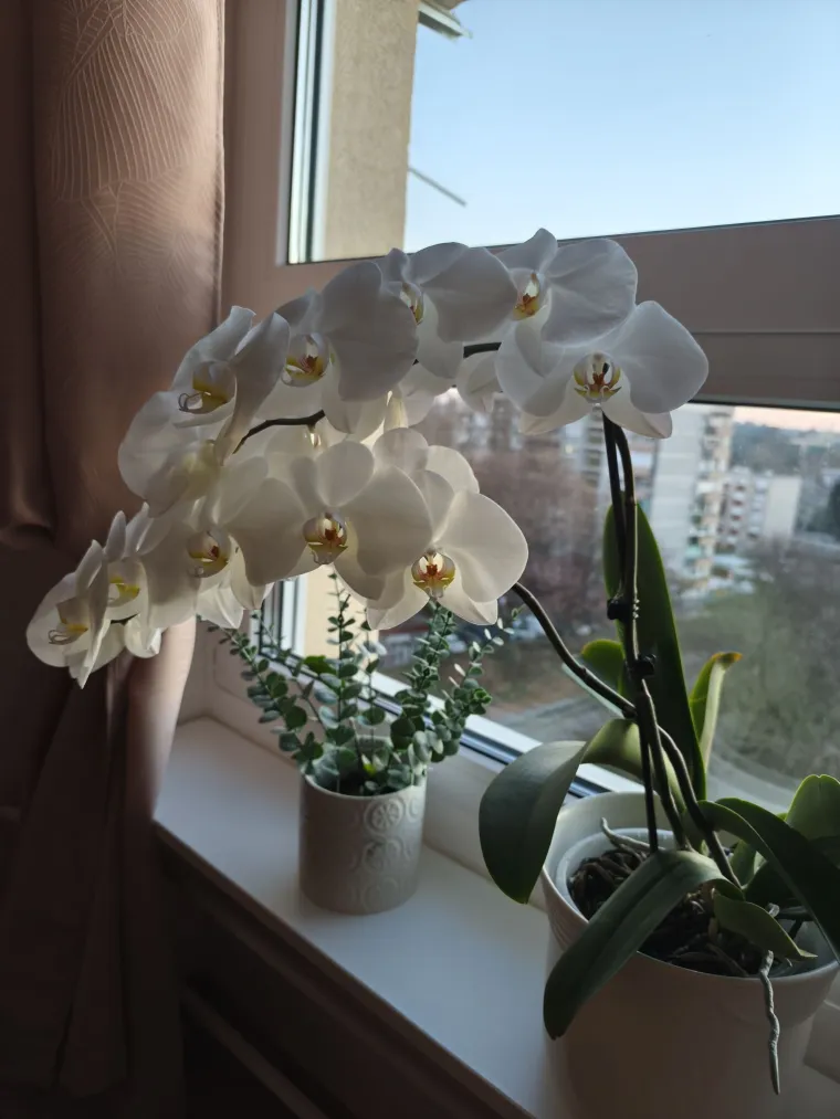 Elegantne i egzotične: Neke žive i do sto godina, a ovo su va&scaron;e fotografije