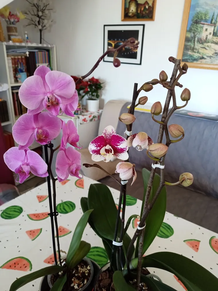 Elegantne i egzotične: Neke žive i do sto godina, a ovo su va&scaron;e fotografije