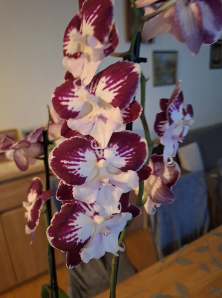 Elegantne i egzotične: Neke žive i do sto godina, a ovo su va&scaron;e fotografije