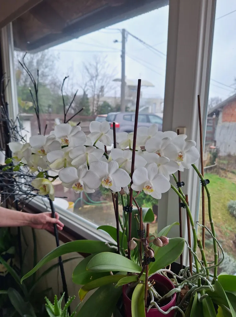 Elegantne i egzotične: Neke žive i do sto godina, a ovo su va&scaron;e fotografije