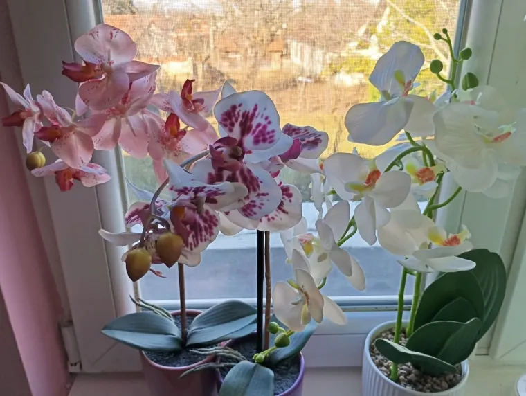 Elegantne i egzotične: Neke žive i do sto godina, a ovo su va&scaron;e fotografije