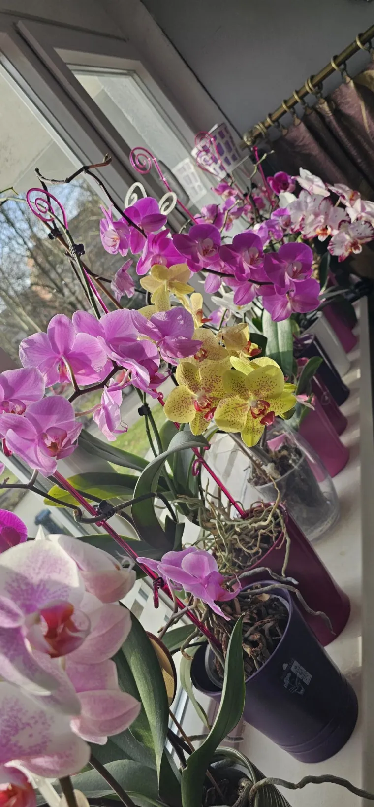 Elegantne i egzotične: Neke žive i do sto godina, a ovo su va&scaron;e fotografije