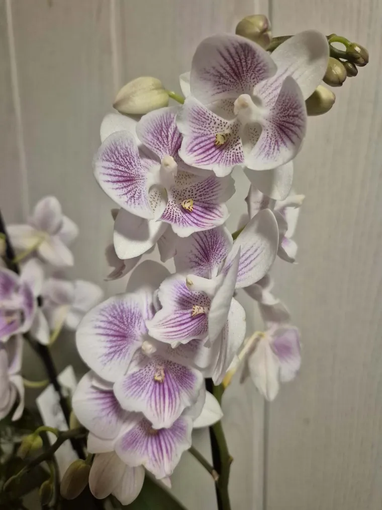 Elegantne i egzotične: Neke žive i do sto godina, a ovo su va&scaron;e fotografije