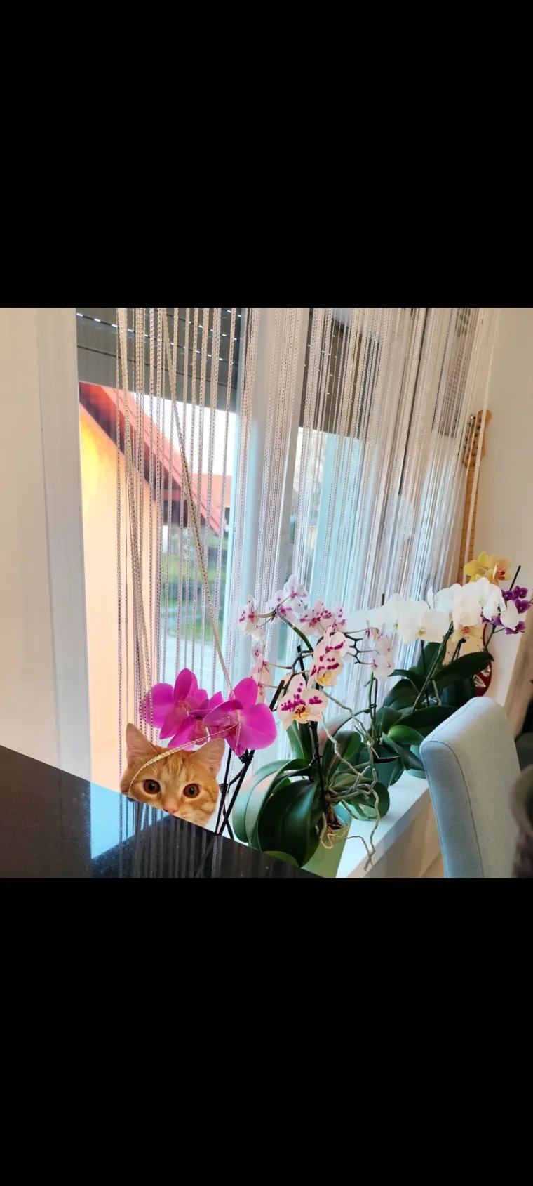 Elegantne i egzotične: Neke žive i do sto godina, a ovo su va&scaron;e fotografije