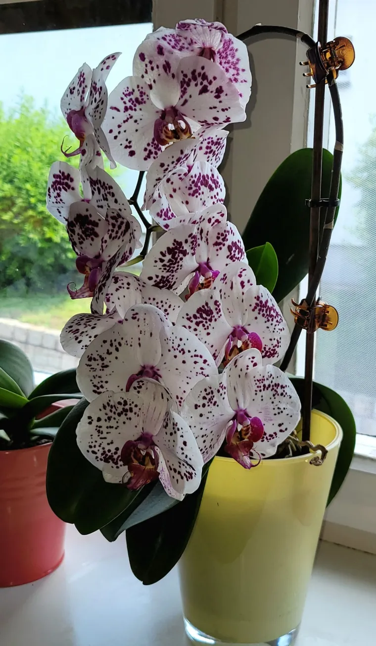 Elegantne i egzotične: Neke žive i do sto godina, a ovo su va&scaron;e fotografije