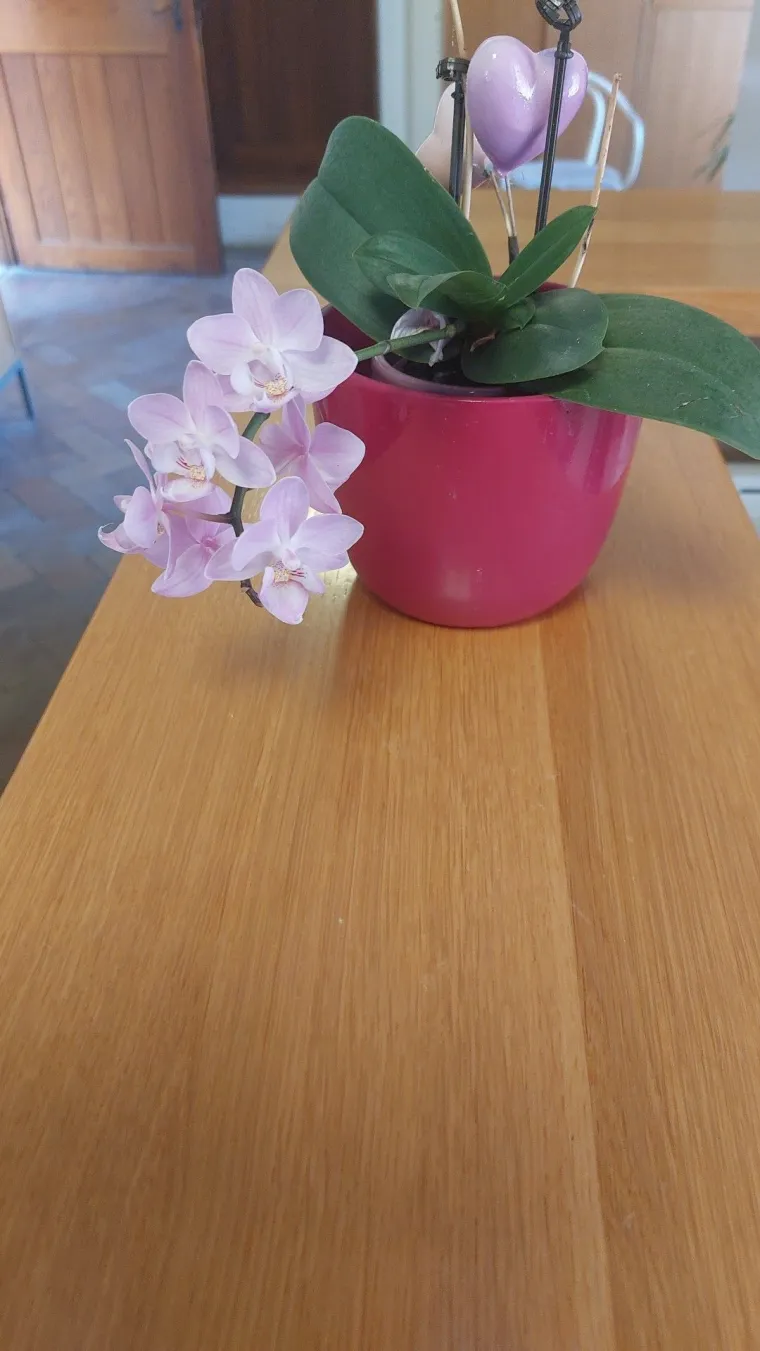 Elegantne i egzotične: Neke žive i do sto godina, a ovo su va&scaron;e fotografije