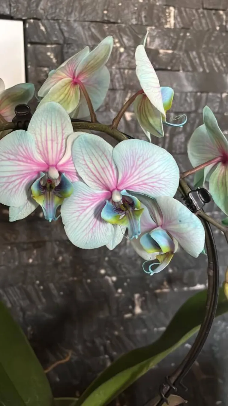 Elegantne i egzotične: Neke žive i do sto godina, a ovo su va&scaron;e fotografije