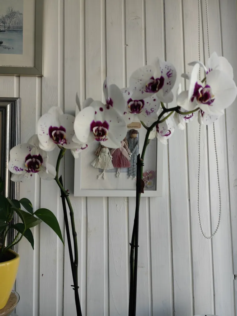 Elegantne i egzotične: Neke žive i do sto godina, a ovo su va&scaron;e fotografije