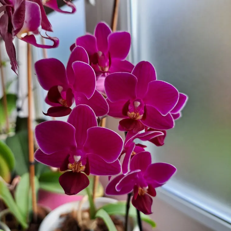 Elegantne i egzotične: Neke žive i do sto godina, a ovo su va&scaron;e fotografije