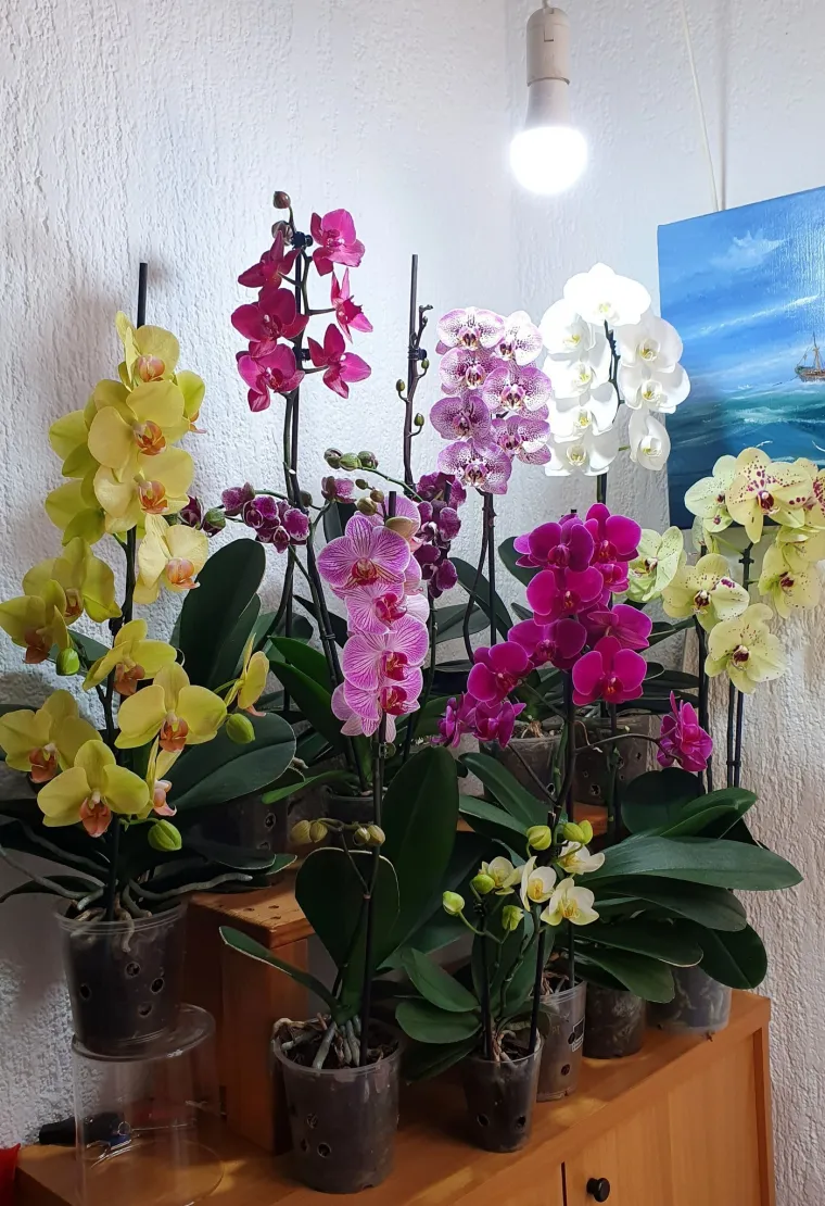 Elegantne i egzotične: Neke žive i do sto godina, a ovo su va&scaron;e fotografije