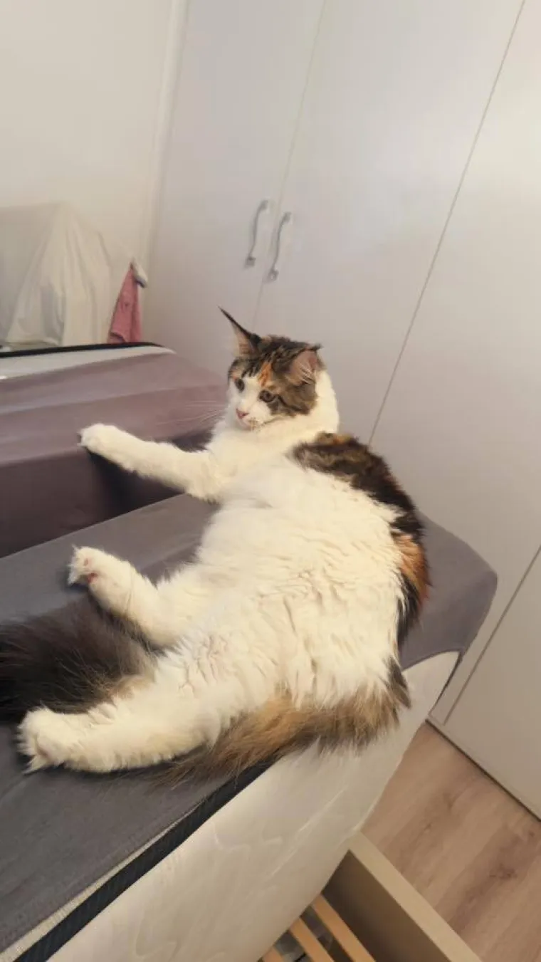 Veliki nježni divovi koji uživaju u maženju: Va&scaron;e ljubimice svakome će izmamiti osmijeh na lice