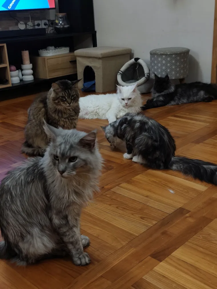 Veliki nježni divovi koji uživaju u maženju: Va&scaron;e ljubimice svakome će izmamiti osmijeh na lice