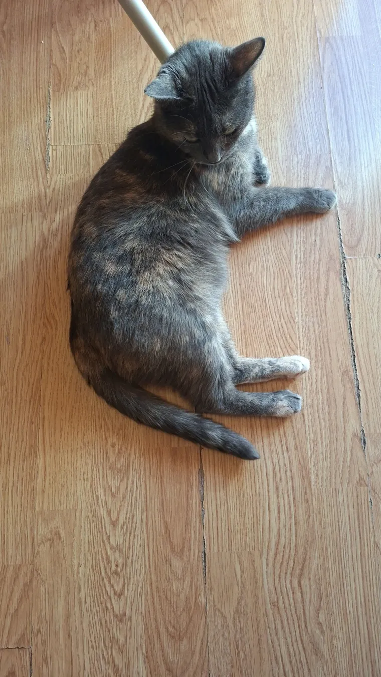 Veliki nježni divovi koji uživaju u maženju: Va&scaron;e ljubimice svakome će izmamiti osmijeh na lice