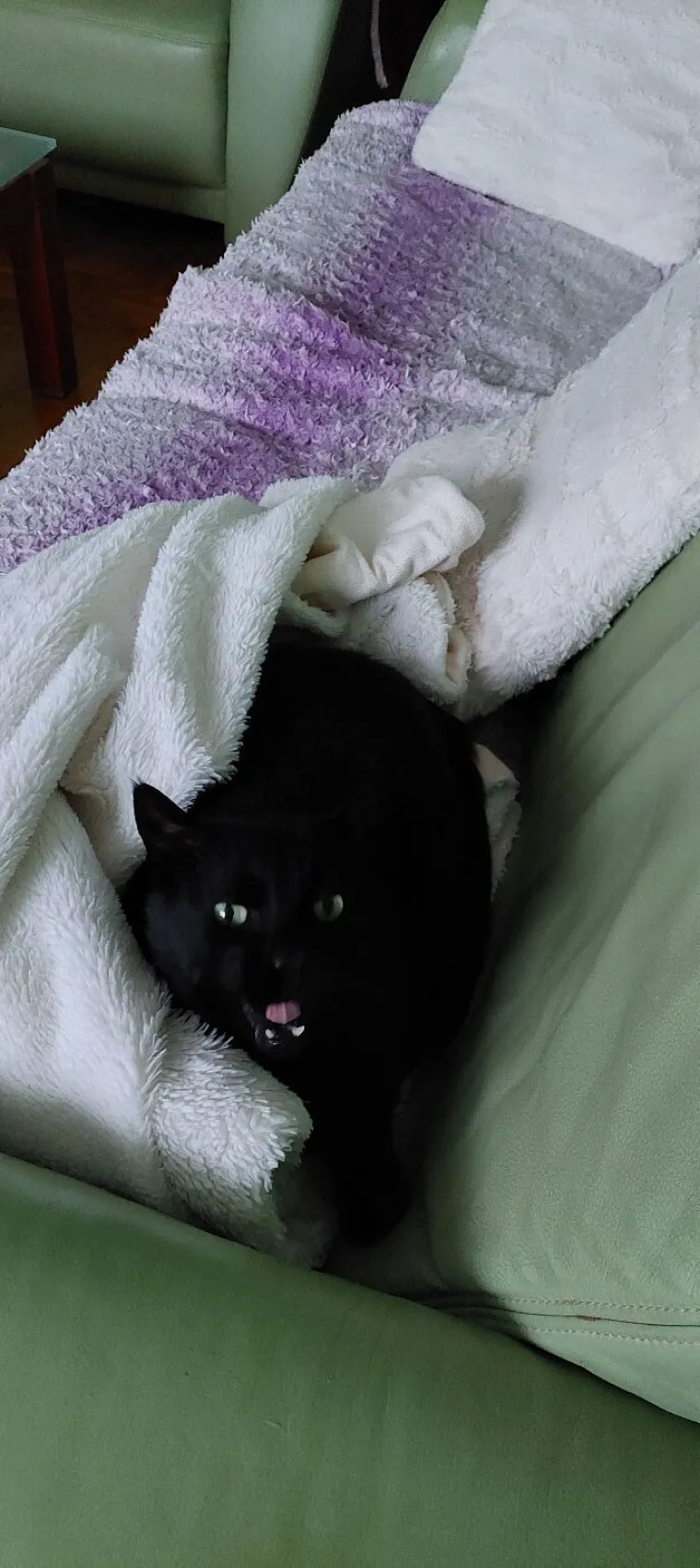 Veliki nježni divovi koji uživaju u maženju: Va&scaron;e ljubimice svakome će izmamiti osmijeh na lice