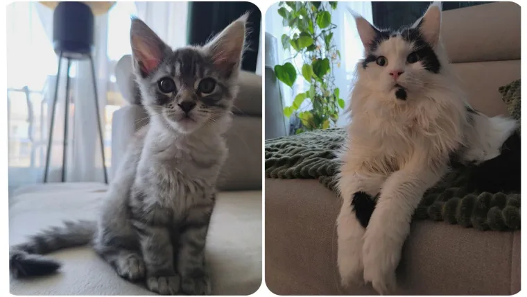 Veliki nježni divovi koji uživaju u maženju: Va&scaron;e ljubimice svakome će izmamiti osmijeh na lice