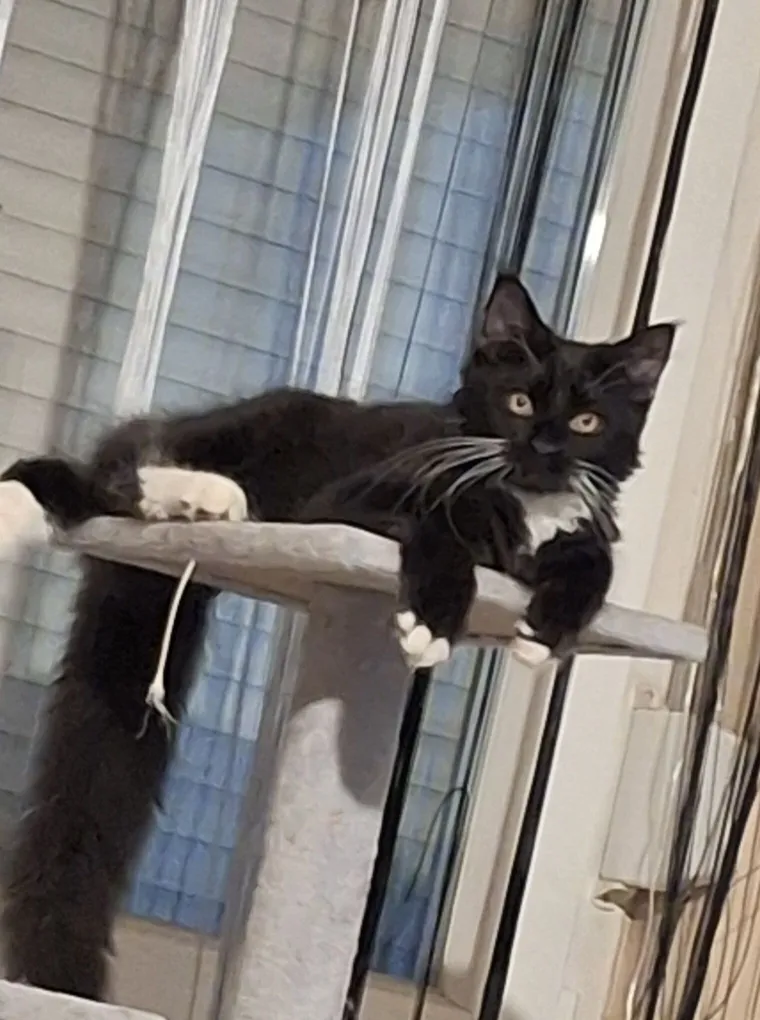 Veliki nježni divovi koji uživaju u maženju: Va&scaron;e ljubimice svakome će izmamiti osmijeh na lice