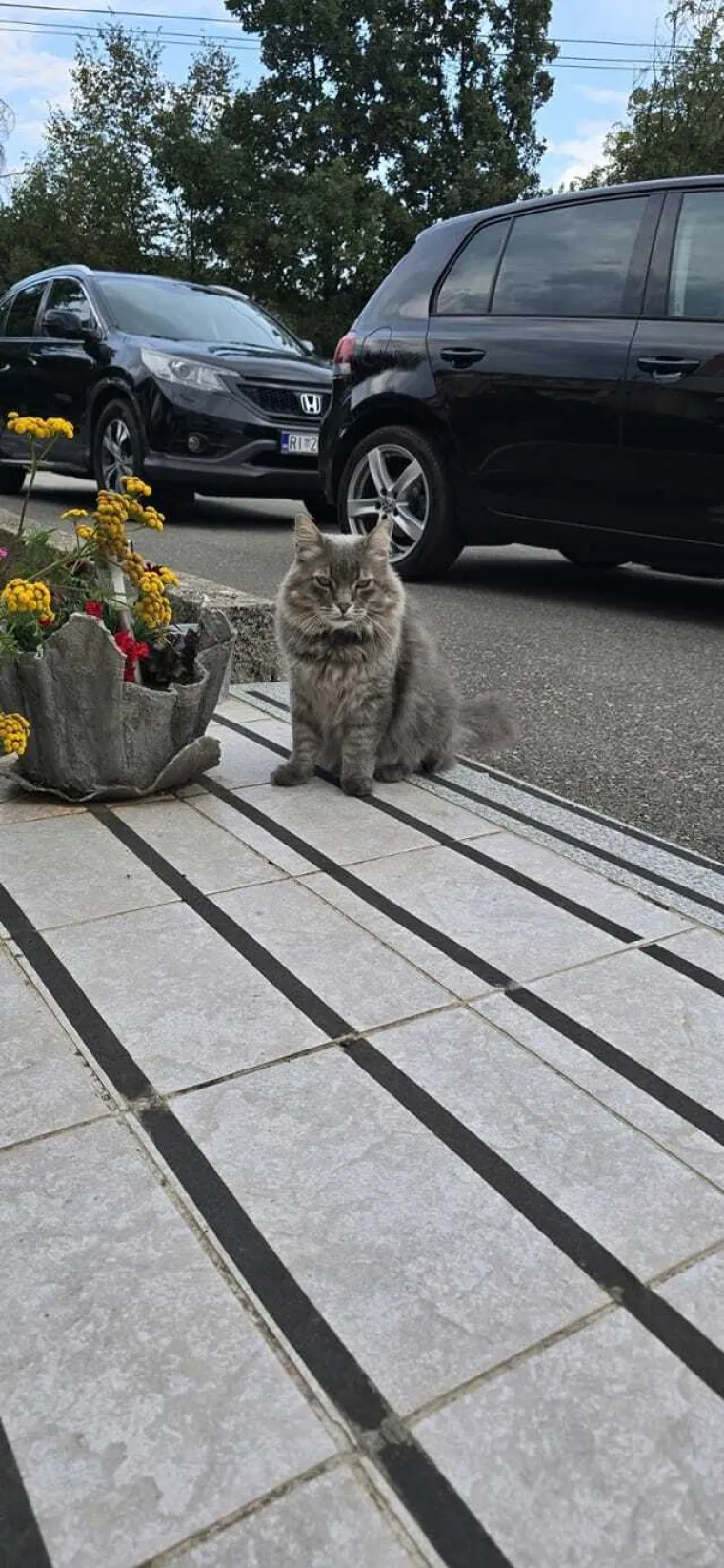 Veliki nježni divovi koji uživaju u maženju: Va&scaron;e ljubimice svakome će izmamiti osmijeh na lice