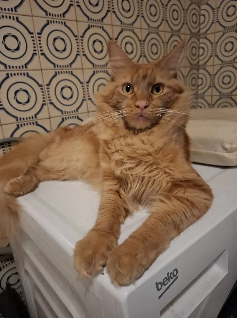 Veliki nježni divovi koji uživaju u maženju: Va&scaron;e ljubimice svakome će izmamiti osmijeh na lice