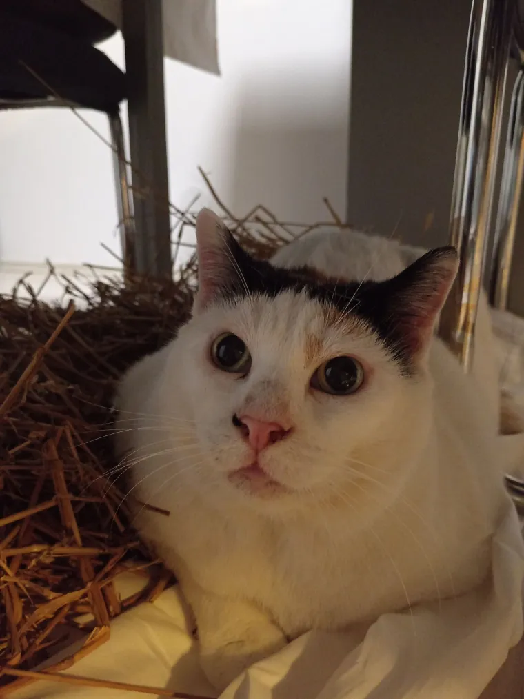 Veliki nježni divovi koji uživaju u maženju: Va&scaron;e ljubimice svakome će izmamiti osmijeh na lice