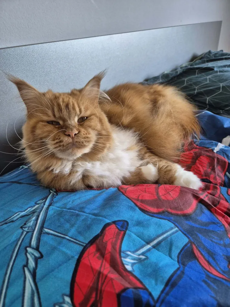 Veliki nježni divovi koji uživaju u maženju: Va&scaron;e ljubimice svakome će izmamiti osmijeh na lice