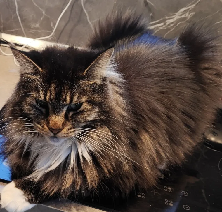 Veliki nježni divovi koji uživaju u maženju: Va&scaron;e ljubimice svakome će izmamiti osmijeh na lice