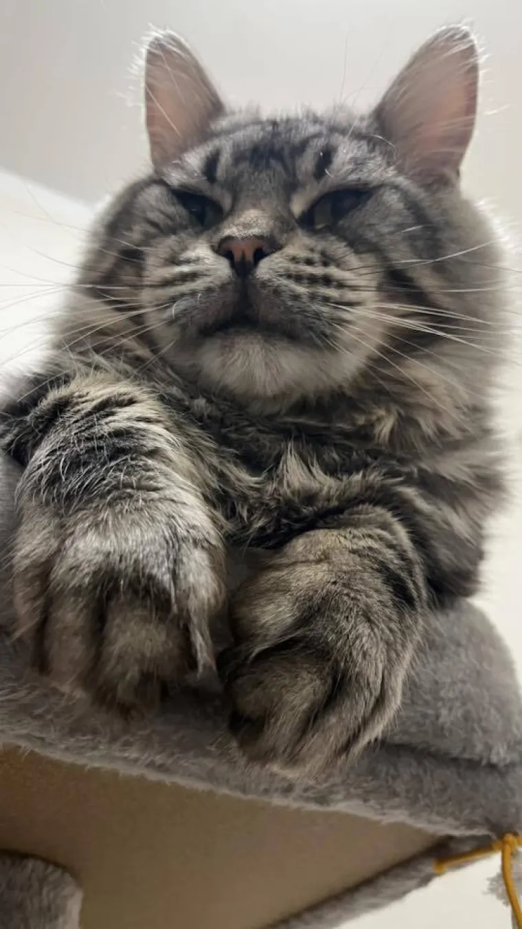 Veliki nježni divovi koji uživaju u maženju: Va&scaron;e ljubimice svakome će izmamiti osmijeh na lice