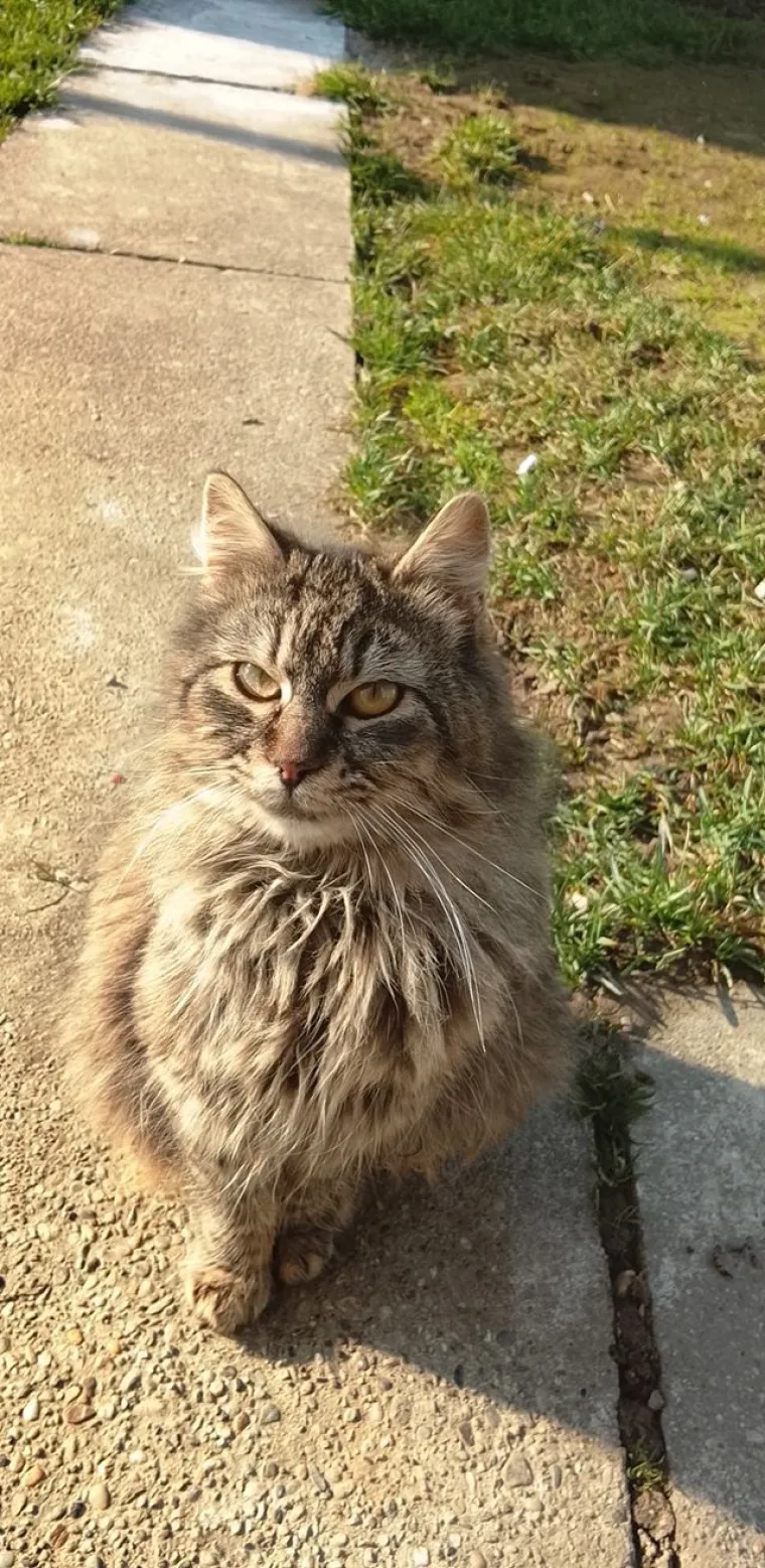 Veliki nježni divovi koji uživaju u maženju: Va&scaron;e ljubimice svakome će izmamiti osmijeh na lice