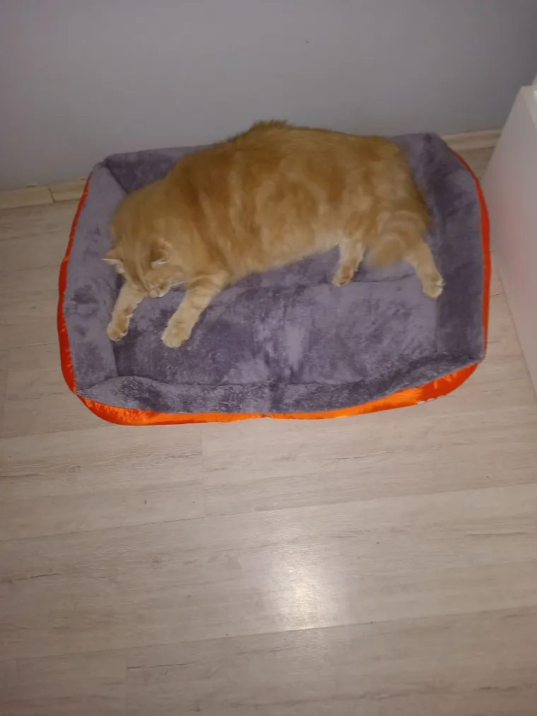 Veliki nježni divovi koji uživaju u maženju: Va&scaron;e ljubimice svakome će izmamiti osmijeh na lice