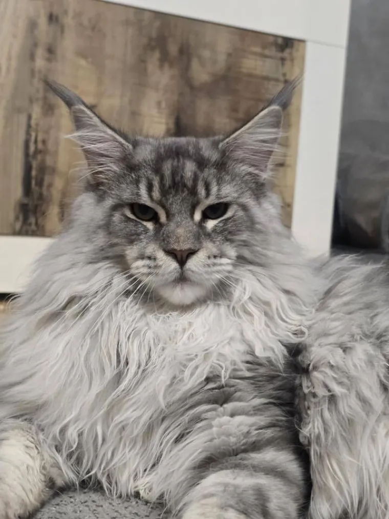 Veliki nježni divovi koji uživaju u maženju: Va&scaron;e ljubimice svakome će izmamiti osmijeh na lice