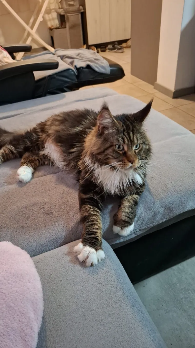 Veliki nježni divovi koji uživaju u maženju: Va&scaron;e ljubimice svakome će izmamiti osmijeh na lice