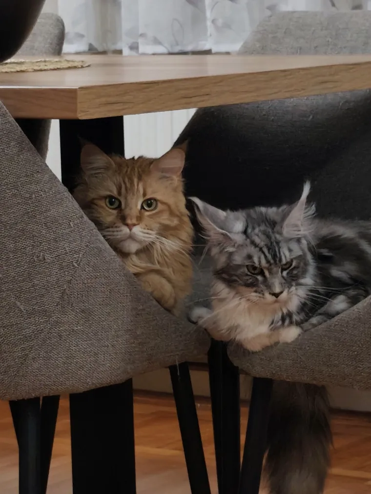 Veliki nježni divovi koji uživaju u maženju: Va&scaron;e ljubimice svakome će izmamiti osmijeh na lice