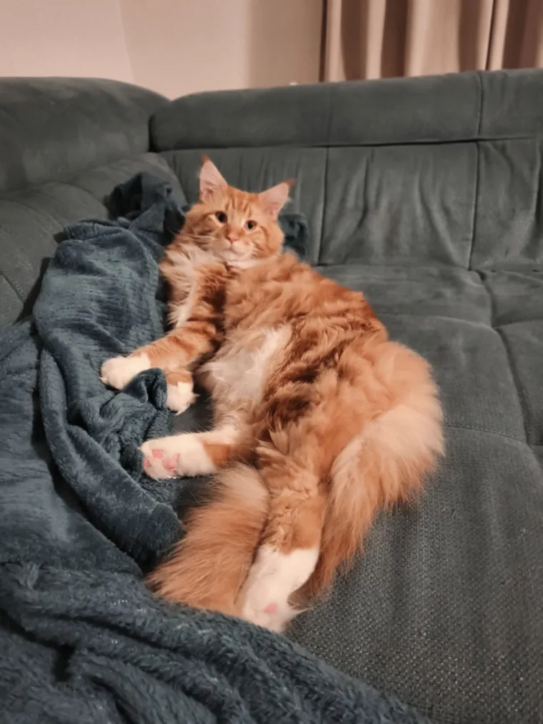 Veliki nježni divovi koji uživaju u maženju: Va&scaron;e ljubimice svakome će izmamiti osmijeh na lice