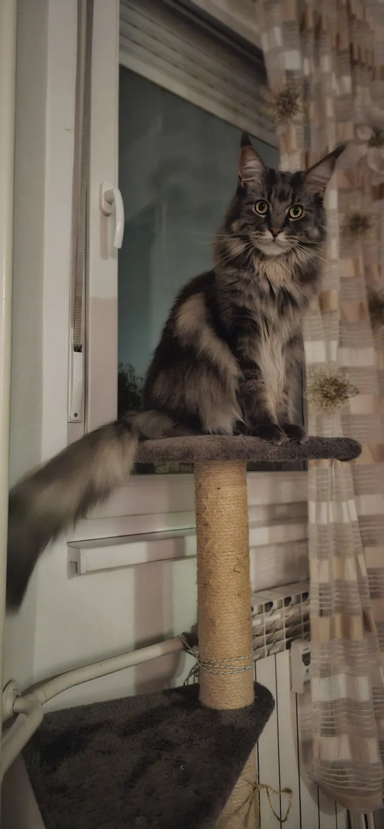 Veliki nježni divovi koji uživaju u maženju: Va&scaron;e ljubimice svakome će izmamiti osmijeh na lice