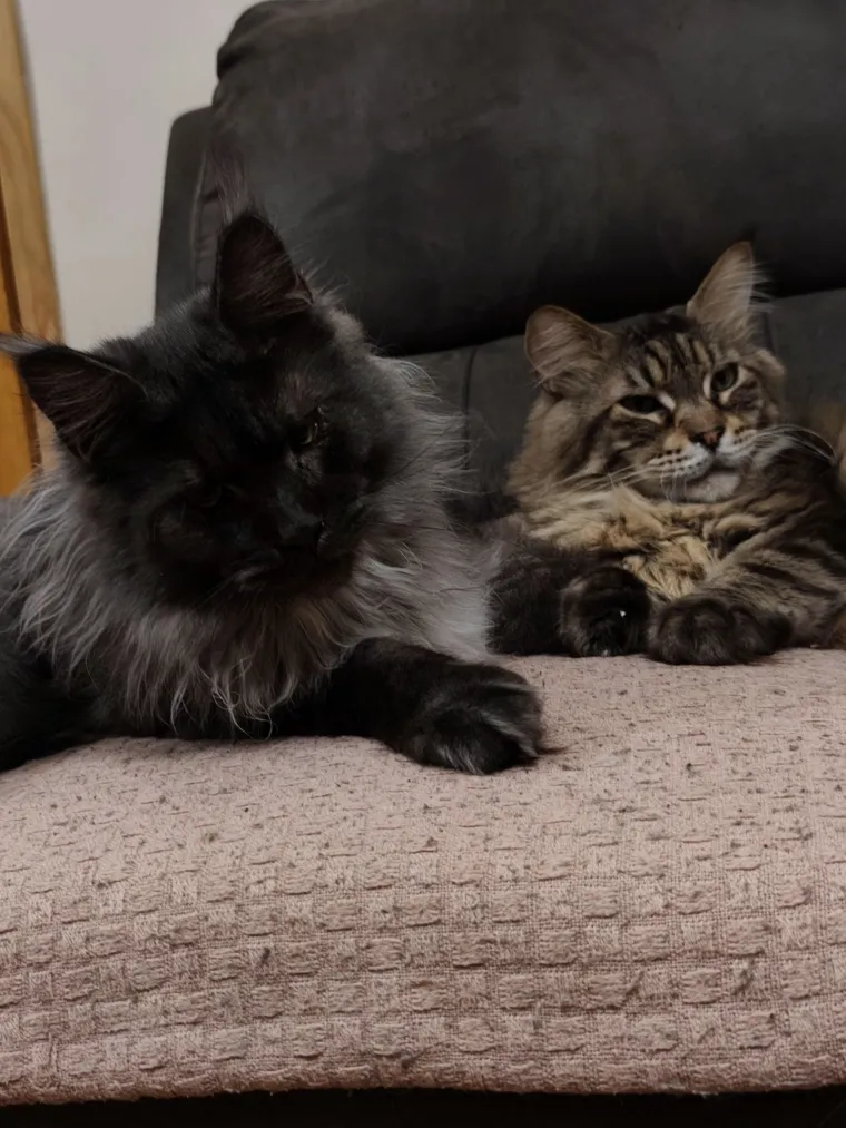 Veliki nježni divovi koji uživaju u maženju: Va&scaron;e ljubimice svakome će izmamiti osmijeh na lice