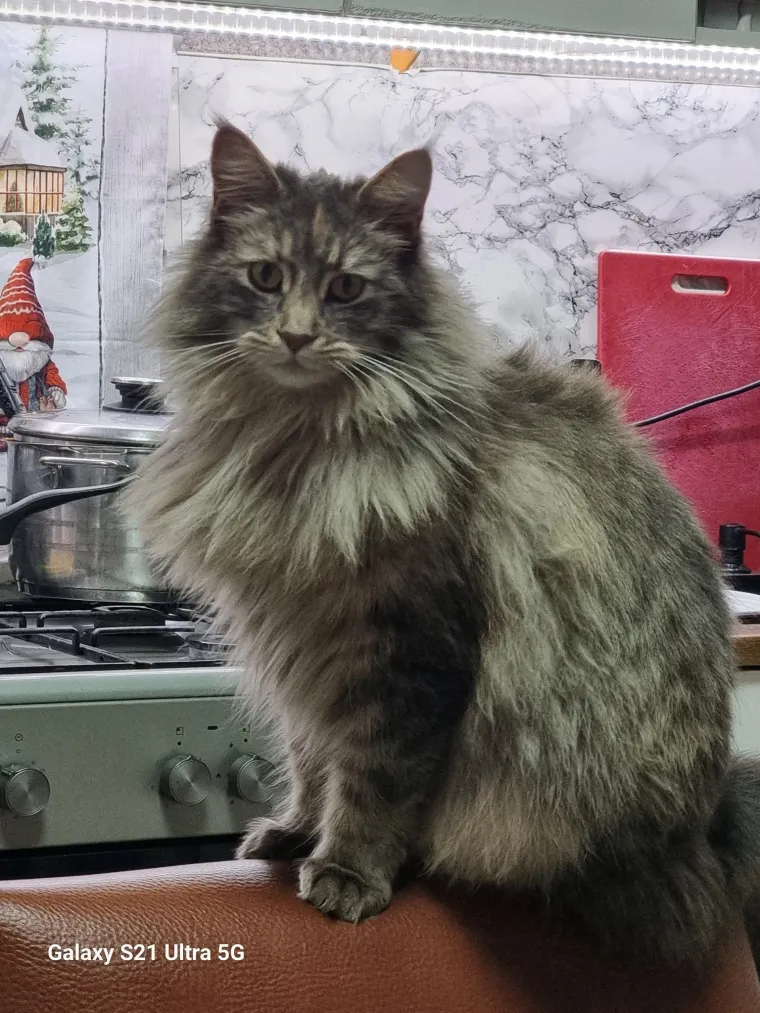 Veliki nježni divovi koji uživaju u maženju: Va&scaron;e ljubimice svakome će izmamiti osmijeh na lice