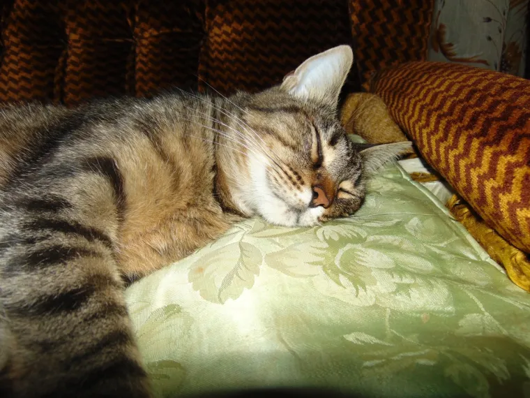 Veliki nježni divovi koji uživaju u maženju: Va&scaron;e ljubimice svakome će izmamiti osmijeh na lice