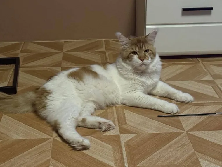 Veliki nježni divovi koji uživaju u maženju: Va&scaron;e ljubimice svakome će izmamiti osmijeh na lice