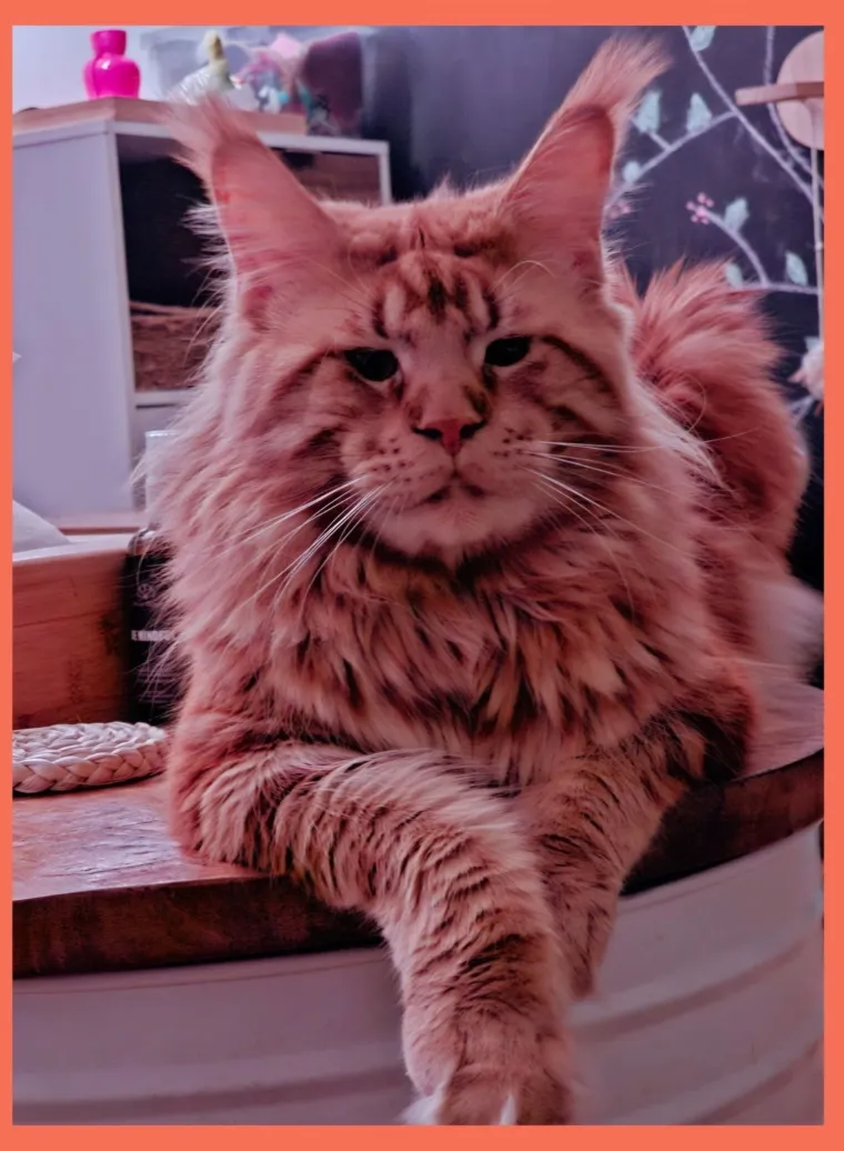 Veliki nježni divovi koji uživaju u maženju: Va&scaron;e ljubimice svakome će izmamiti osmijeh na lice