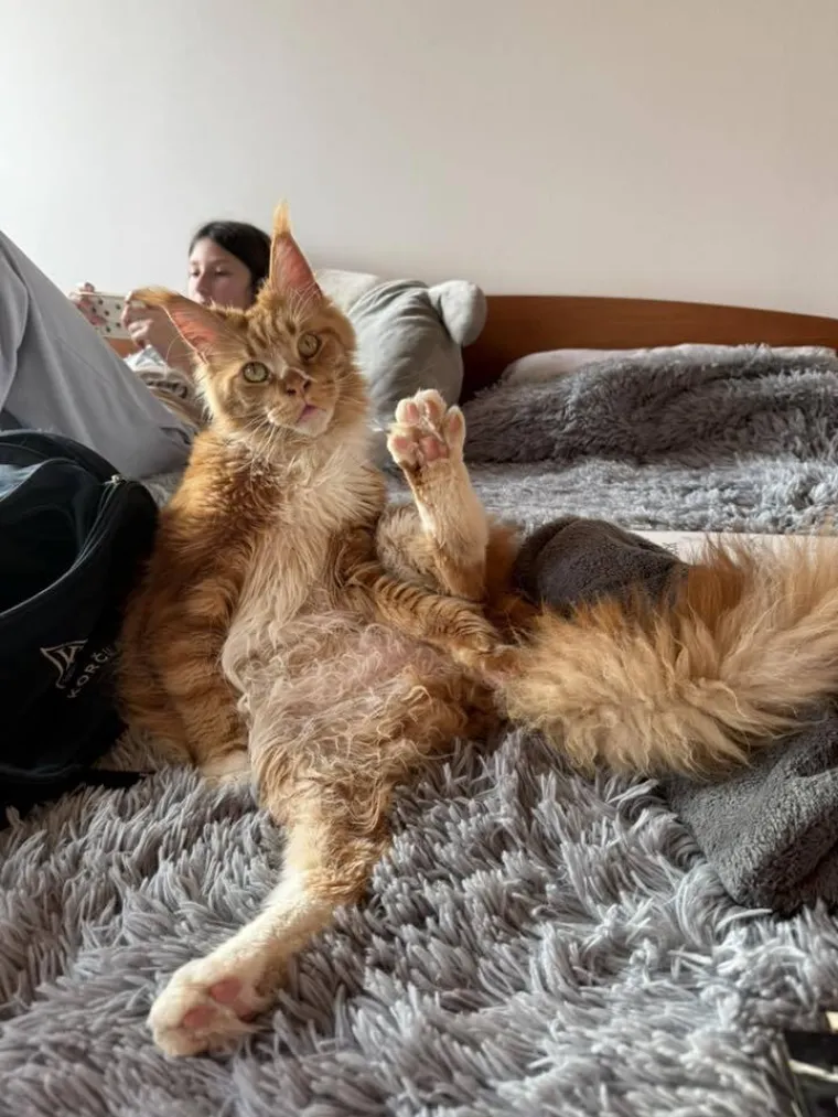 Veliki nježni divovi koji uživaju u maženju: Va&scaron;e ljubimice svakome će izmamiti osmijeh na lice