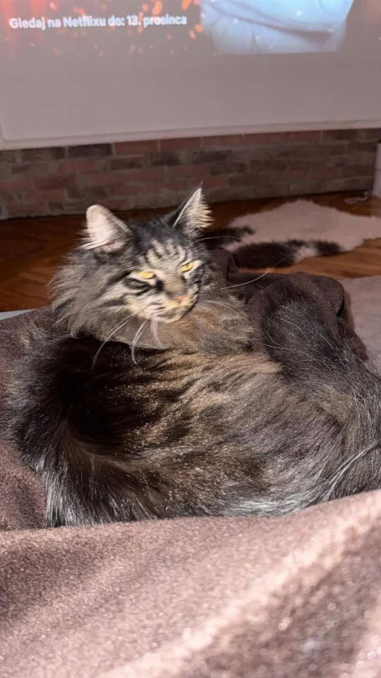 Veliki nježni divovi koji uživaju u maženju: Va&scaron;e ljubimice svakome će izmamiti osmijeh na lice