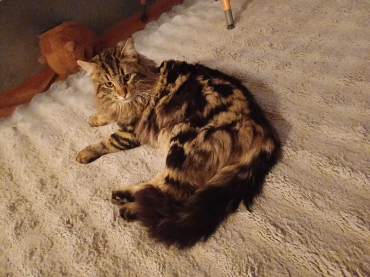 Veliki nježni divovi koji uživaju u maženju: Va&scaron;e ljubimice svakome će izmamiti osmijeh na lice