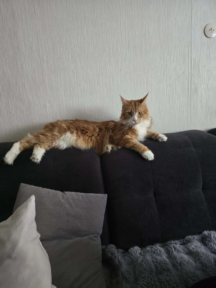 Veliki nježni divovi koji uživaju u maženju: Va&scaron;e ljubimice svakome će izmamiti osmijeh na lice